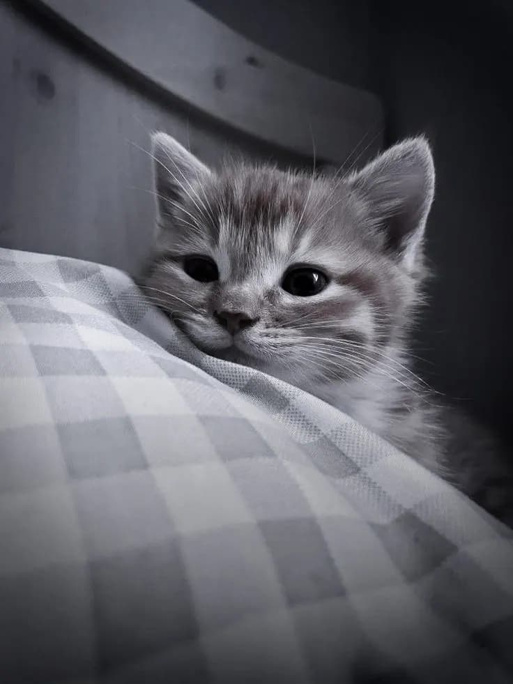 Пример фотографии: Kitten in Bed
