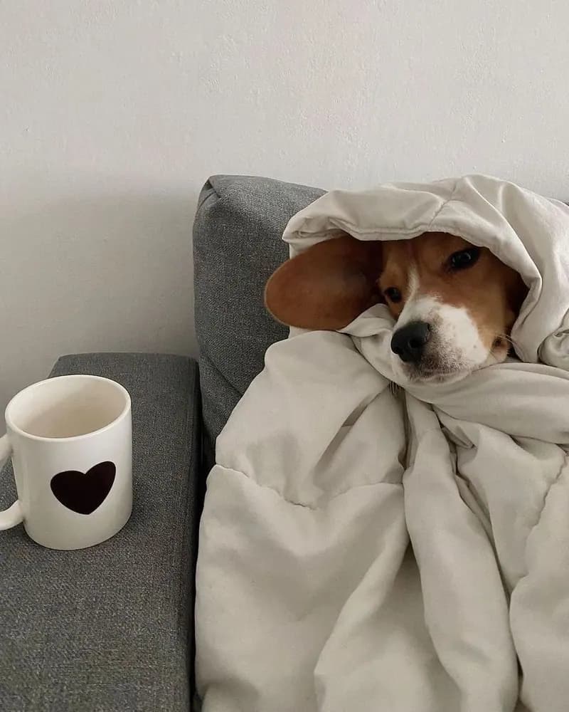 Пример фотографии: Dog in a Blanket